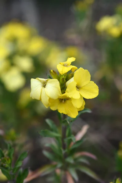 Sarı Duvar Çiçekleri Primerose Hanım Latince Adı Erysimum Cheiri Primerose — Stok fotoğraf