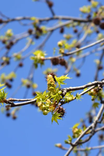 Amerikanische Süßgummizweige Mit Blüten Und Neuen Blättern Lateinischer Name Liquidambar — Stockfoto