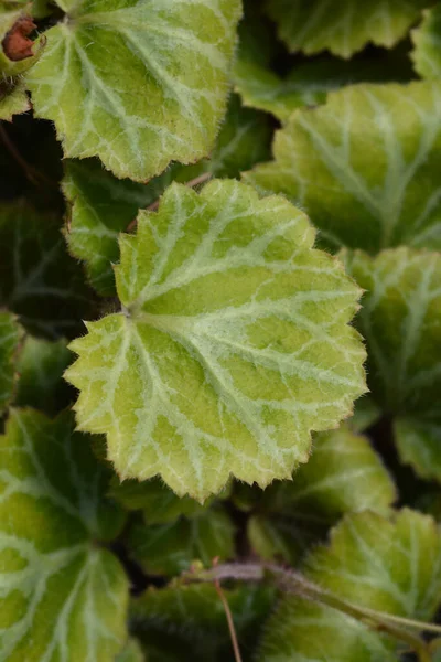 Creeping Saxifrage Leaves Latin Name Saxifraga Stolonifera Saxifraga Sarmentosa — Stock Photo, Image
