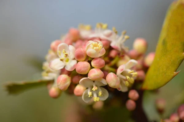 Holly Heckenblau Flowers Latin Name Ilex Meserveae Heckenblau — Stock Photo, Image