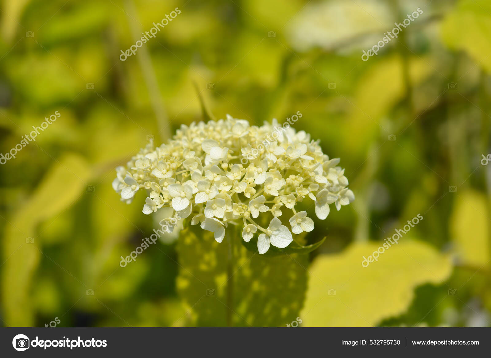 Annabelle flowers pics