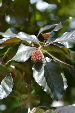 Mor Avrupa Kayın ve meyve - Latince adı - Fagus sylvatica Atropurpurea