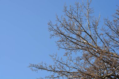 Mavi gökyüzüne karşı yeni yaprakları olan beyaz kavak dalları - Latince adı - Populus alba