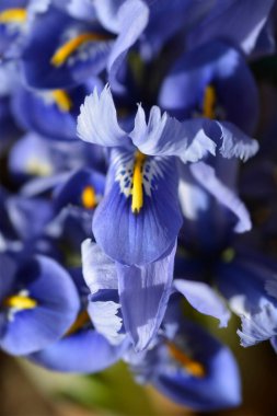Iris Alida çiçekleri - Latince adı - Iris reticulata Alida