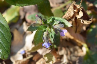 Akciğer otu - Latince adı - Pulmonaria officinalis