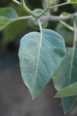 İnka dikenli elma yaprakları - Latince adı - Datura inoxia inka