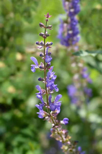 Ängsalvia Blommor Latinskt Namn Salvia Nemorosa Subsp Tesquicola — Stockfoto