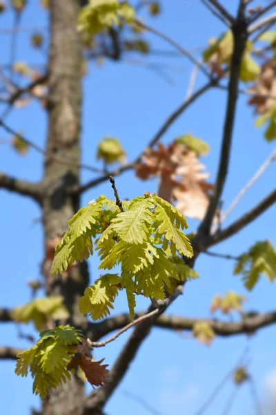 Folhas Carvalho Vermelho Norte Nome Latino Quercus Rubra — Fotografia de Stock