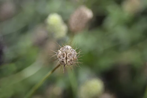 Pincushion Flower Cabeza Semilla Caballero Negro Nombre Latino Scabiosa Atropurpurea —  Fotos de Stock