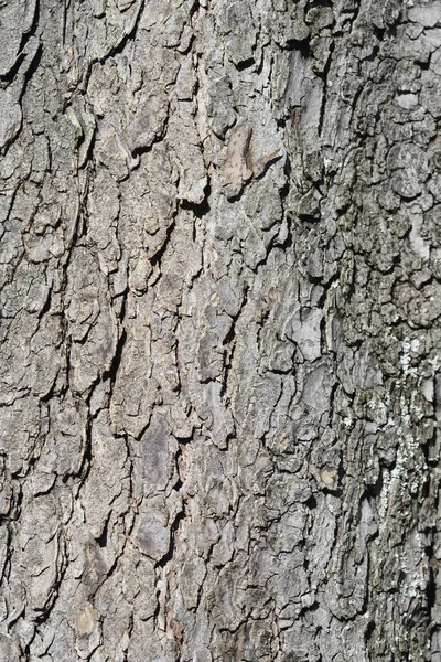 一般的な馬栗の樹皮の詳細 ラテン語名 イソキュラスカバスタヌム — ストック写真