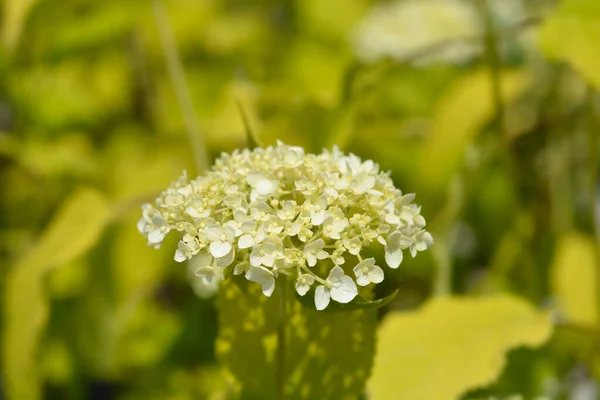 Hladké Hortenzie Annabelle Květiny Latinské Jméno Hortenzie Arborescens Annabelle — Stock fotografie