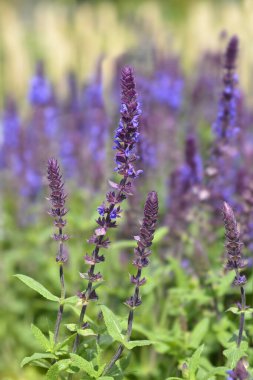 Sage Andora Blue - Latince adı - Salvia x superba Andora Blue