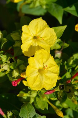 Peru Marvel - Latince adı - Mirabilis Jalapa