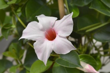Mandevilla Summerville çiçeği - Latince adı - Mandevilla Summerville