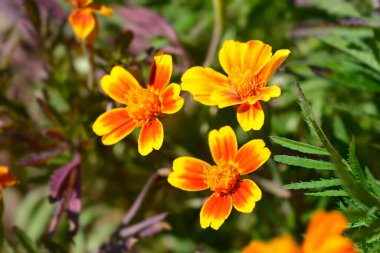Fransız kadife çiçeği - Latince adı - Tagetes patula