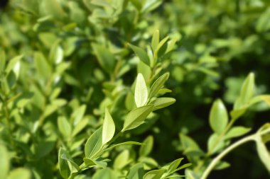 Genel kutu - Latince adı - Buxus sempervirens