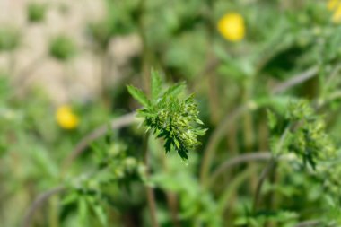 Slender cinquefoil çiçek tomurcukları - Latince adı - Potentilla gracilis