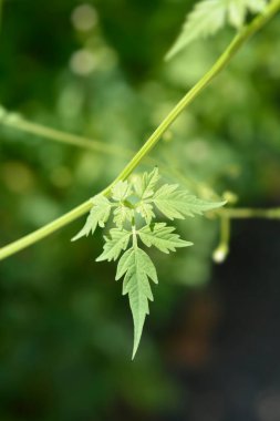 Balon yaprakları - Latince adı - Kardiospermum halicacabum