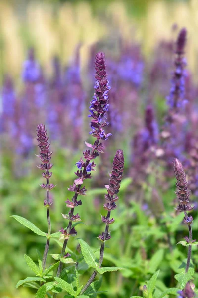 Sábio Andora Azul Nome Latino Salvia Superba Andora Azul — Fotografia de Stock