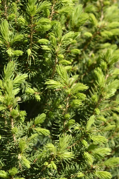 Alberta Spruce Conica Perfecta Latin Name Picea Glauca Conica Perfecta — Stock Photo, Image