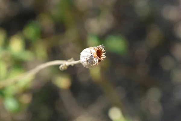 Weiße Samenkapsel Lateinischer Name Silene Latifolia Subsp Alba — Stockfoto