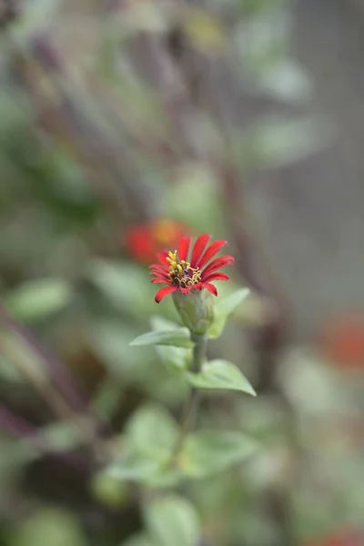 Zinnia Red Spider Nome Latino Zinnia Tenuifolia Red Spider — Fotografia de Stock