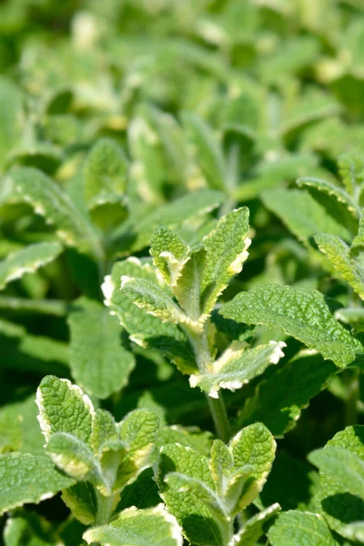 Pineapple Mint Leaves Latin Name Mentha Suaveolens Variegata — Stock Photo, Image