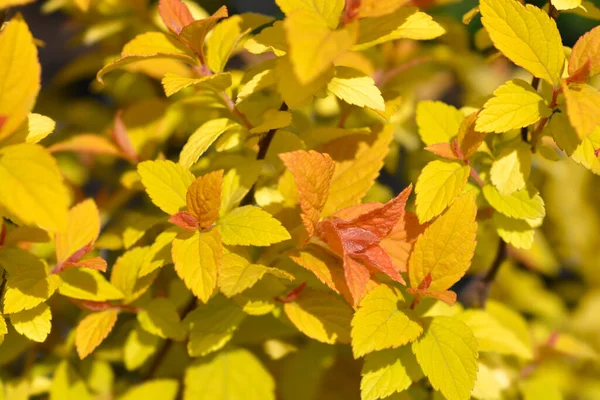 Japońskie Liście Spirea Golden Princess Łacińska Nazwa Spiraea Japonica Golden — Zdjęcie stockowe