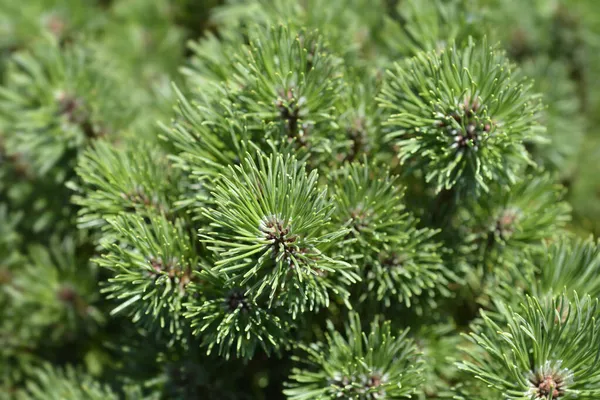 Dwarf Mountain Pine Ophir Latin Name Pinus Mugo Ophir — Stock Photo, Image