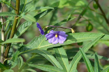 Kanguru elma çiçekleri - Latince adı - Solanum laciniatum