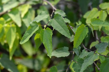 Abutilon yaprakları - Latince adı - Callianthe megapotamica (Abutilon megapotamicum)