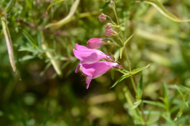 Kızıl Kayalar Sakal Dili - Latince adı - Penstemon x mexicali Red Rocks
