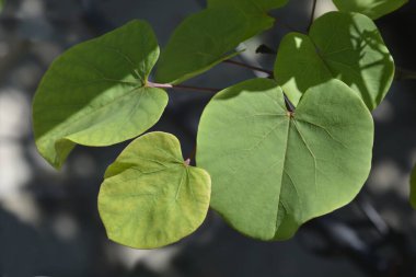 Yahuda ağaç yaprakları - Latince adı - Cercis siliquastrum