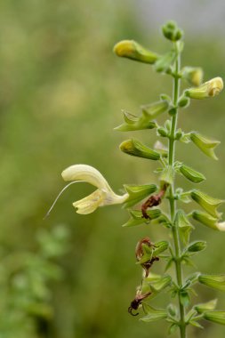 Himalaya Bulut Adaçayı sarı çiçek - Latince adı - Salvia nubicola
