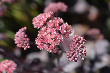 Orpine Mor İmparatoru - Latince adı - Hylotelephium telephium Purple Emperor (Sedum telephium Purple Emperor))