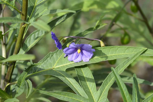 Kangaroo Apple Flowers Latin Name Solanum Laciniatum — Stock Photo, Image