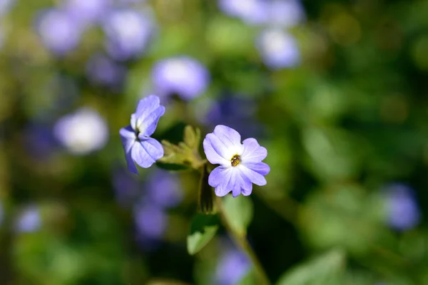 Bush Violetta Blommor Latinskt Namn Browallia Americana — Stockfoto