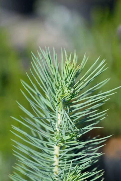 Stone Pine Silver Crest Branch Latin Name Pinus Pinea Silver — Stock Photo, Image