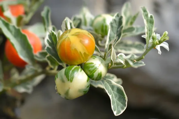 Variegated Jerusalem Cherry Latin Name Solanum Pseudocapsicum Variegata — Stock Photo, Image