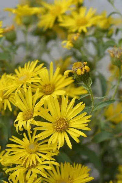 Lemonyellow False Goldenaster Latin Name Heterotheca Camporum Var Glandulissimum — Stock Photo, Image