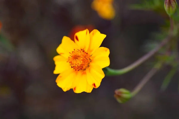 Nagietek Francuski Nazwa Łacińska Tagetes Patula — Zdjęcie stockowe