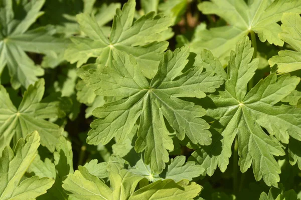 Rock Cranesbill Leaves Latin Name Geranium Macrorrhizum — Stock Photo, Image