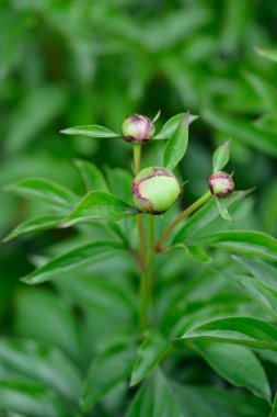 Şakayık çiçeği tomurcukları - Latince adı - Paeonia lactiflora