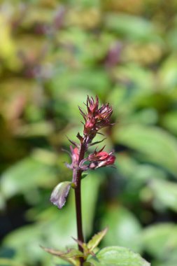 Fan Scarlet Lobelia çiçek tomurcukları - Latince adı Lobelia x speciosa Fan Scarlet