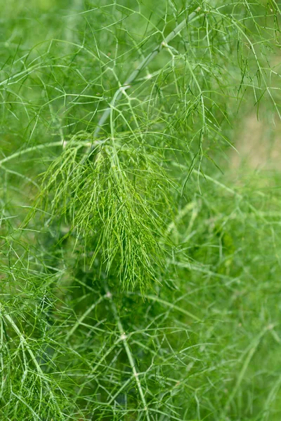 Fänkålsblad Latinskt Namn Foeniculum Vulgare — Stockfoto