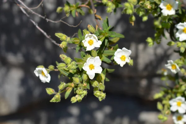 Kwiaty Torbieli Wąskolistnej Nazwa Łacińska Cistus Monspeliensis — Zdjęcie stockowe