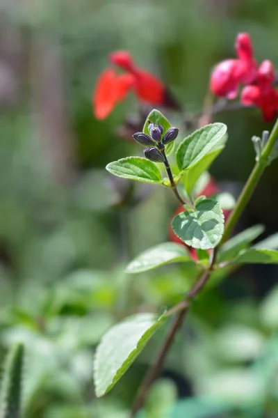 Bebek Bilgesi Kırmızı Kadife Çiçek Tomurcukları Latince Adı Salvia Microphylla — Stok fotoğraf