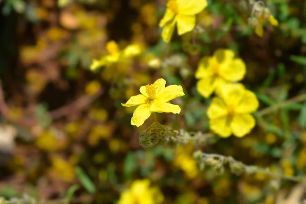 Обыкновенные Розы Желтые Цветы Латинское Название Helianthemum Nummularium — стоковое фото