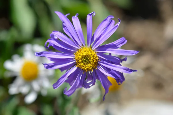 Kwiat Alpejski Nazwa Łacińska Aster Alpinus — Zdjęcie stockowe