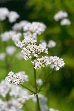 Yaygın kediotu çiçekleri - Latince adı - Valeriana officinalis